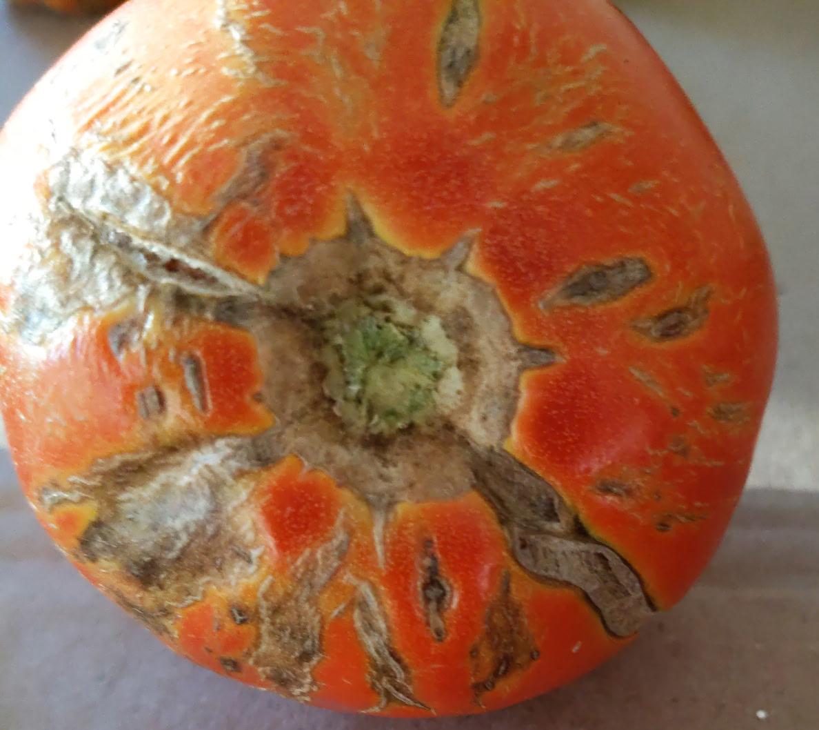 Close-up of a red tomato showing severe cracking around the stem end. The cracks are brown and corky, with signs of rot and mold development.